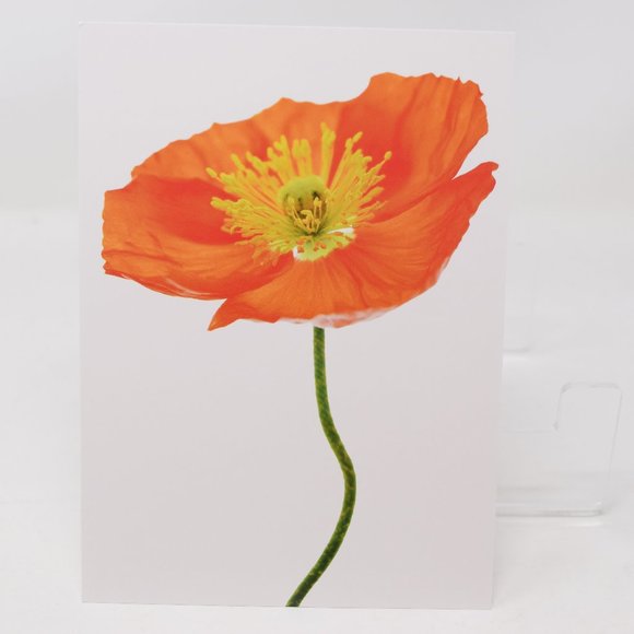 IKEA Kort Art Cards 5x7" Flora Set of 5 Floral Flowers Gallery Prints Retired - Picture 12 of 15